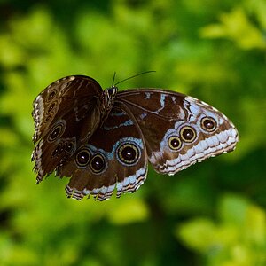 Blue Morpho -South Coast Botanical Gardens - 05162024 - 24- DN.jpg