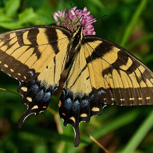 Eastern Tiger Swallowtail - BCSP TB - 07312022 - 03-DN.jpg