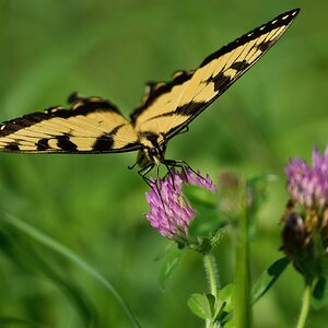 Eastern Tiger Swallowtail - BCSP TB - 07312022 - 05-DN.jpg