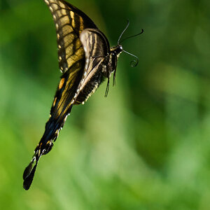 Eastern Tiger Swallowtail - BCSP TB - 07312022 - 25-DN.jpg