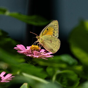 Orange Sulphur