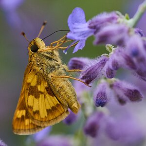 Northern Cloudywing - Claymont - 09012024 - 06.jpg