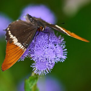 Rusty-Tipped Page -South Coast Botanical Gardens - 05162024 - 02- DN.jpg