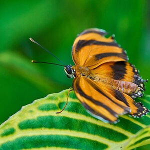 Tiger Longwing -South Coast Botanical Gardens - 05162024 - 01- DN.jpg