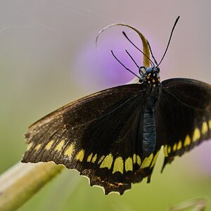 Gold Rim Swallowtail -South Coast Botanical Gardens - 05162024 - 01- DN.jpg