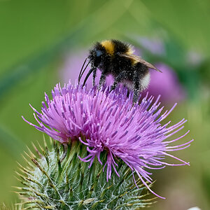 bee 2025_2.jpg