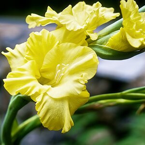 Yellow gladiolus FB 8-bit.jpg