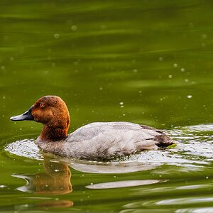 pochard stjames-1.jpg