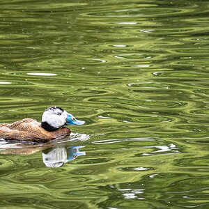 white headed duck-2.jpg