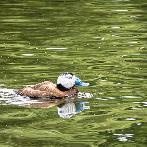 white headed duck-4.jpg