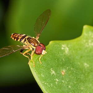 Hoverfly - Home - 08022025 - 09 - DN.jpg
