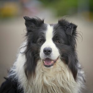 ILCE-1M2FE 50-150mm F2 GM copy2.jpg