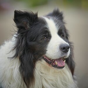 ILCE-1M2FE 50-150mm F2 GM copy3.jpg