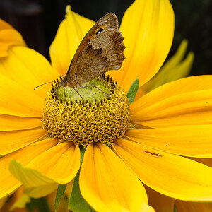 butterfly in Greenwich-7.jpg