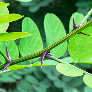 sunlit leaves and thorns-1.jpg