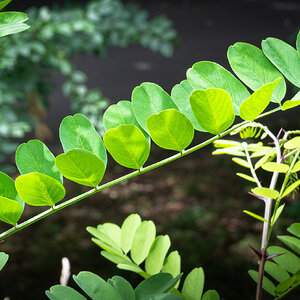 sunlit leaves-1.jpg