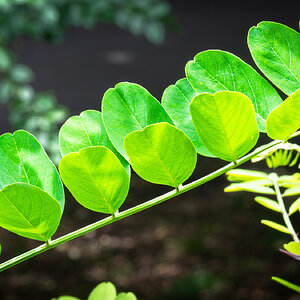 sunlit leaves-3.jpg