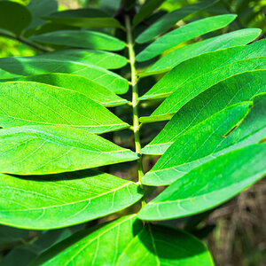 sunlit leaves-4.jpg