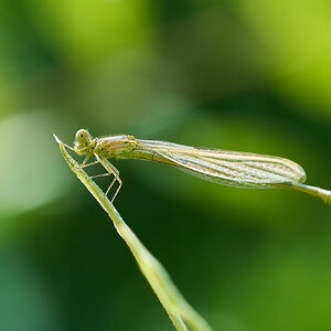 Damselfly - Home - 07272025 - 01 - rDN_1.jpg