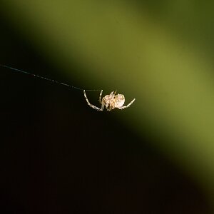 Spider - Home - 08022025 - 02 - DN.jpg