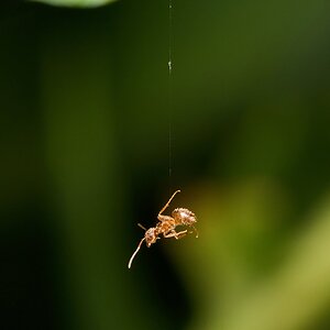 Ant - Home - 08022025 - 01 - DN.jpg