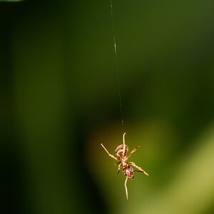 Ant - Home - 08022025 - 03 - DN.jpg