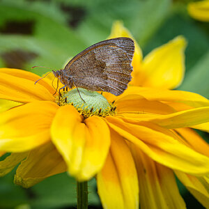 butterfly in Greenwich-2.jpg