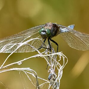 dragonfly 2025 (2).jpg