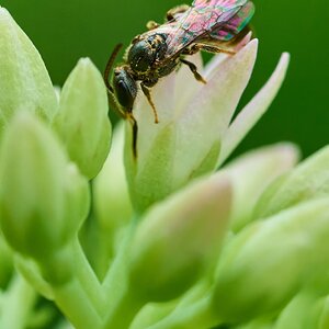Sweat Bee - Home - 07272025 - 04 - DN.jpg