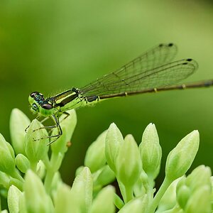 Eastern Forktail Damselfly - Home - 07272025 - 04 - DN.jpg