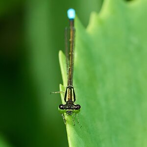 Eastern Forktail Damselfly - Home - 07272025 - 02 - DN.jpg