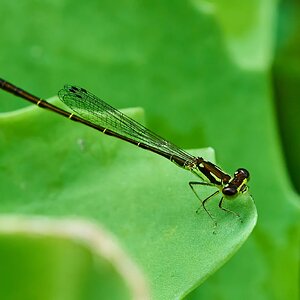 Fragile Forktail Damselfly - Home - 07272025 - 02 - DN.jpg