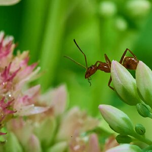 Ant - Home - 07272025 - 03 - DN.jpg