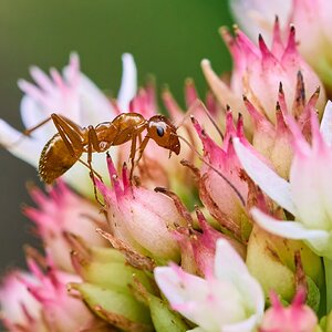 Ant - Home - 07272025 - 06 - DN.jpg