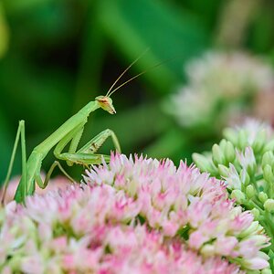Narrow-Winged Mantis - Home - 07272025 - 07 - DN.jpg