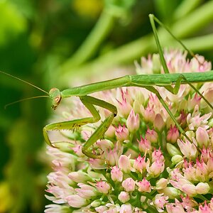 Narrow-Winged Mantis - Home - 07272025 - 03 - DN.jpg