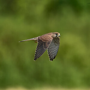 kestrel 2025 265.jpg