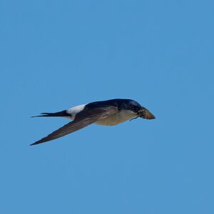 sand martin 2025.jpg