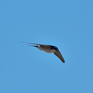 sand martin 2025_1.jpg