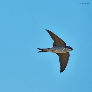 sand martin 2025_2.jpg