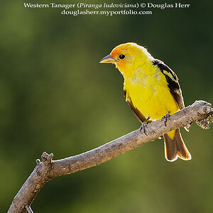 DH204981_web.jpg