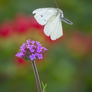 25A02180butterfly2.jpg