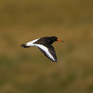 oyster catcher 2025_5.jpg