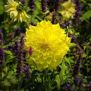 Dahlia in Greenwich park-2.jpg
