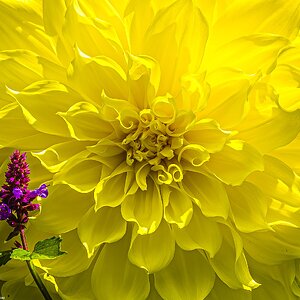 Dahlia in Greenwich park-3.jpg