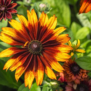 Gloriosa Daisy-1.jpg