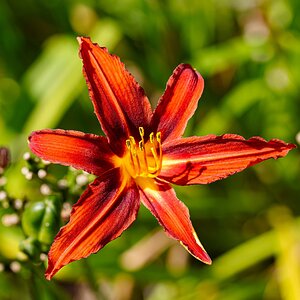 orange day lily-1.jpg