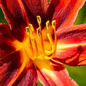 orange day lily-2.jpg