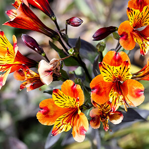 Peruvian Lily in Greenwich park-1.jpg