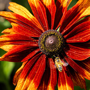 Gloriosa Daisy with bee-2.jpg